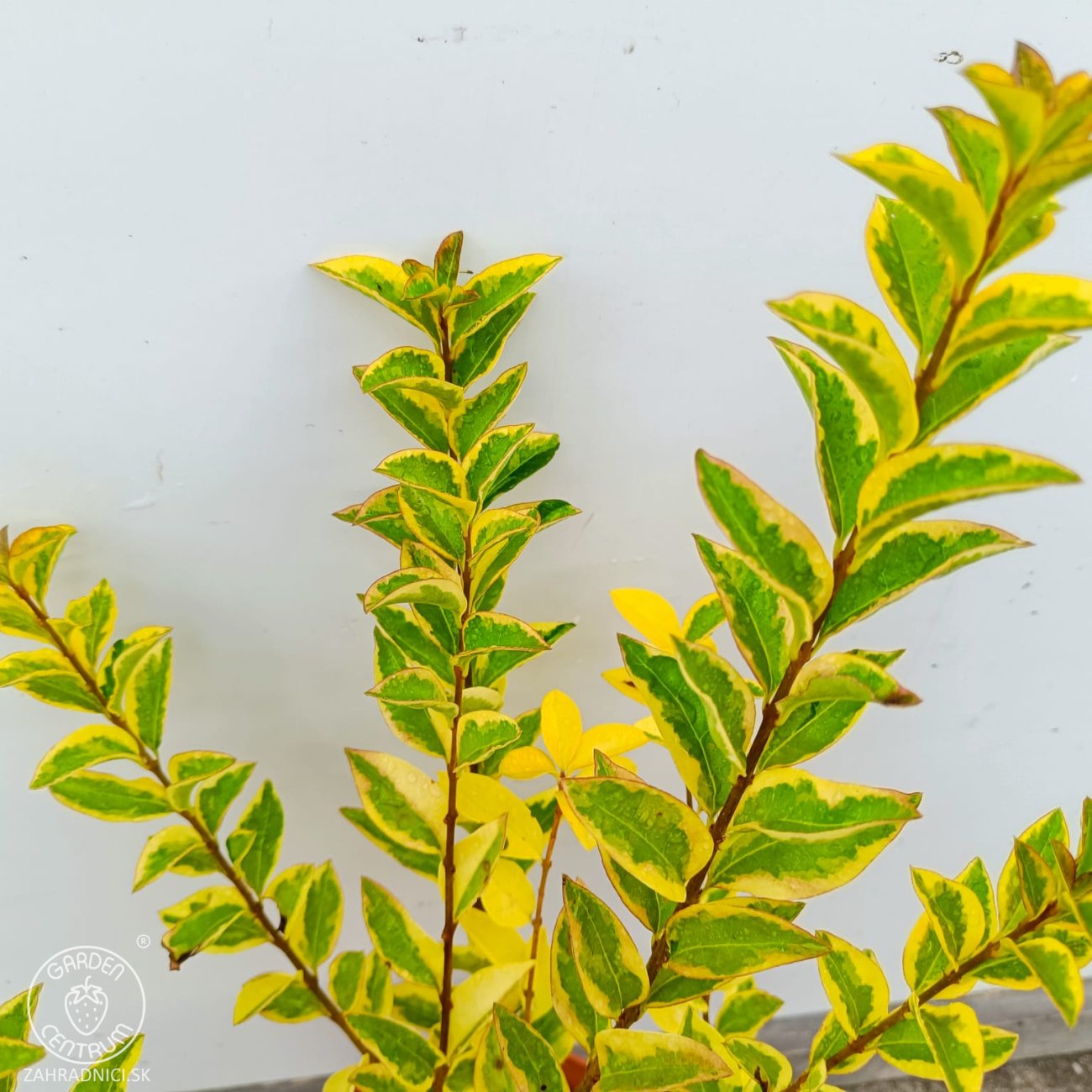 Obrázok Vtáčí zob vajcolistý (Ligustrum Ovalifolium) ´AUREUM´ - výška 20-30 cm, kont. C2L